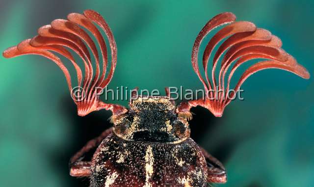 Polyphylla fullo.JPG - in "Portraits d'insectes" ed. SeuilPolyphylla fulloHanneton foulonPine chaferColeopteraMelolonthidaeFrance